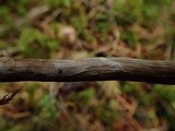 Cortinarius diasemospermus image