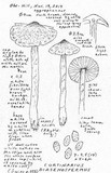 Cortinarius diasemospermus image