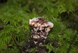Hydnellum peckii image