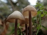 Mycena filopes image