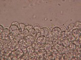 Mycena filopes image