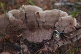 Hydnellum scrobiculatum image