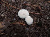 Lycoperdon marginatum image