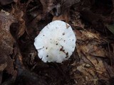 Tricholoma subresplendens image