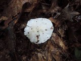 Tricholoma subresplendens image