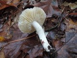 Tricholoma subresplendens image