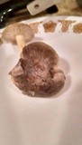 Tricholoma portentosum image