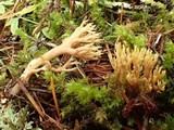 Ramaria stricta image