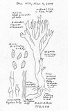Ramaria stricta image