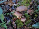 Gomphidius smithii image