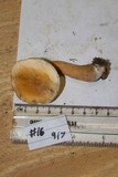 Gyroporus castaneus image