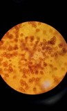 Gyroporus castaneus image