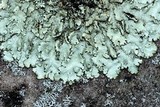 Xanthoparmelia conspersa image