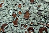 Xanthoparmelia conspersa image