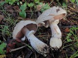 Agaricus hondensis image