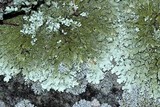 Xanthoparmelia plittii image
