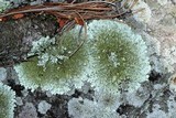 Xanthoparmelia plittii image