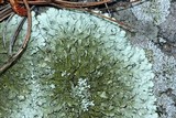 Xanthoparmelia plittii image
