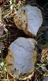 Rhizopogon occidentalis image
