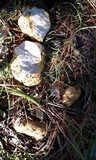 Rhizopogon occidentalis image
