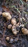 Rhizopogon occidentalis image