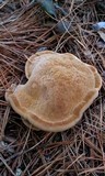 Onnia tomentosa image