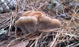 Onnia tomentosa image