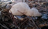 Onnia tomentosa image
