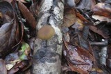 Simocybe centunculus var. centunculus image