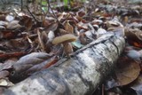 Simocybe centunculus var. centunculus image