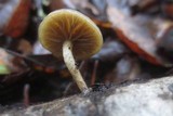 Simocybe centunculus var. centunculus image