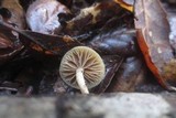 Simocybe centunculus var. centunculus image