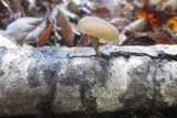 Simocybe centunculus var. centunculus image