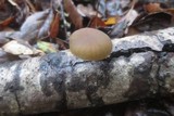 Simocybe centunculus var. centunculus image