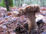 Tricholoma atroviolaceum image