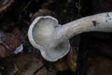 Clitopilus prunulus image