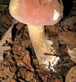 Tylopilus rubrobrunneus image