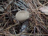 Lycoperdon nigrescens image