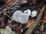 Entoloma abortivum image