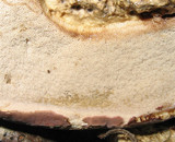 Tylopilus rubrobrunneus image