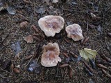 Tricholoma albobrunneum image