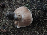 Tricholoma albobrunneum image