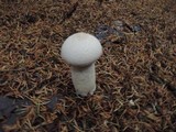 Lycoperdon excipuliforme image