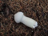 Lycoperdon excipuliforme image