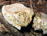 Tylopilus rubrobrunneus image