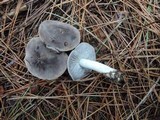 Tricholoma terreum image
