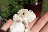 Amanita virosiformis image