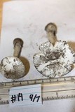 Amanita virosiformis image