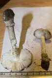 Amanita virosiformis image