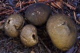 Lycoperdon umbrinum image